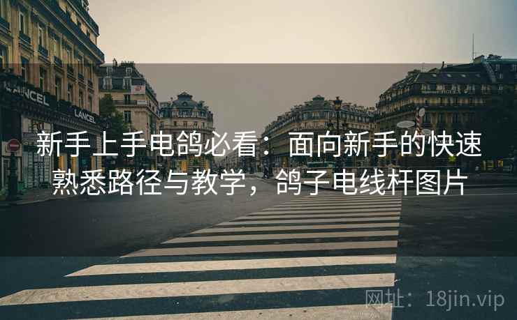 新手上手电鸽必看：面向新手的快速熟悉路径与教学，鸽子电线杆图片